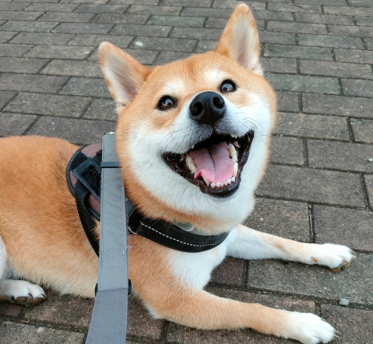 愛犬と共に過ごす安心を。  見守りサービス「らいみー」と一緒に大切な  家族を見守ろう！